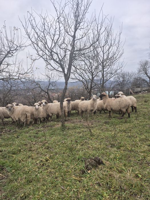 Vând oi turcane gestante