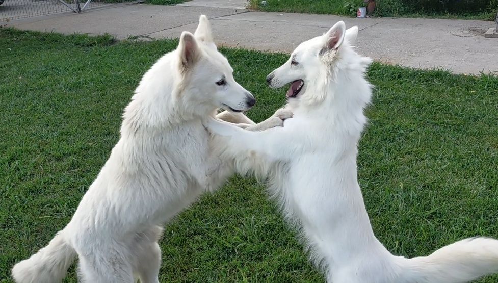 Ciobanesc Elvețian Berger blanc Suisse -lup alb