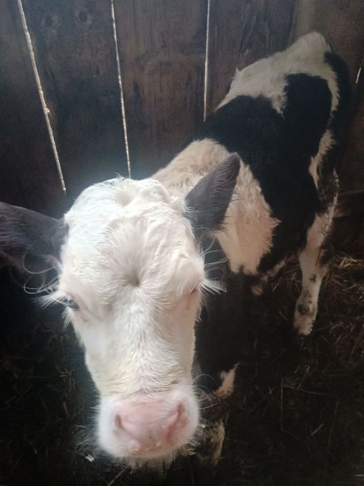 De vânzare doi viței masculi