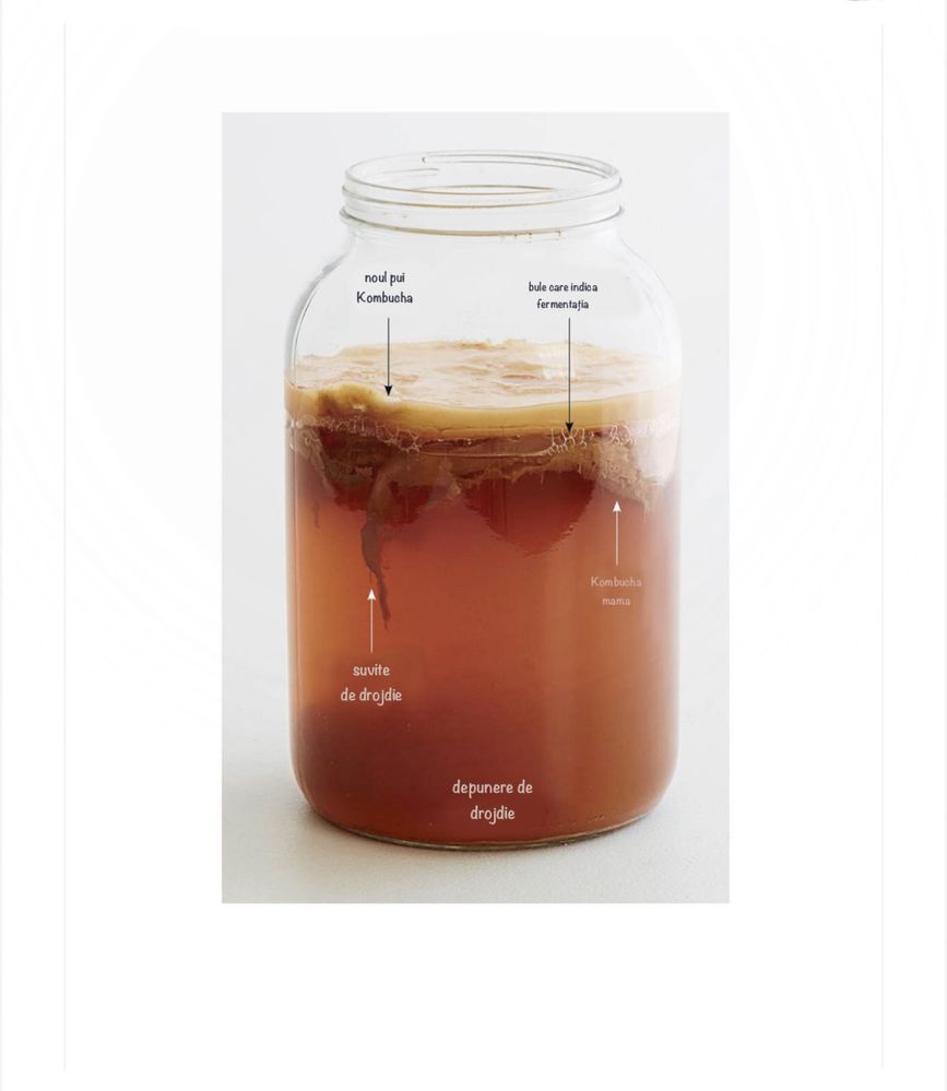 Kombucha de la A la Z