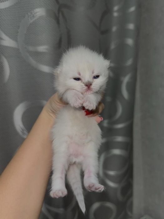 Шотландские вислоухие котята