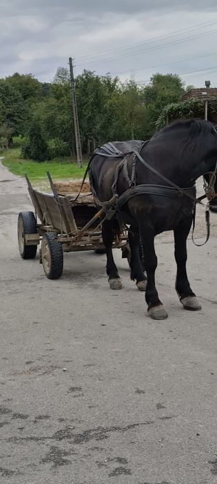 Iapa 3 ani gestanta in 2 luni buna pentru lucru.
