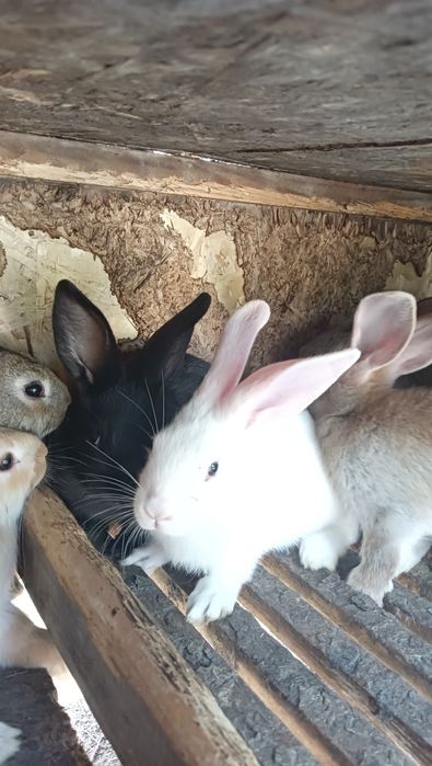 Кролики породы Рекс Шиншиллы