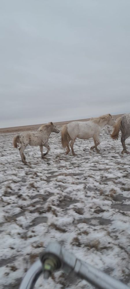 Еркек жабагылар