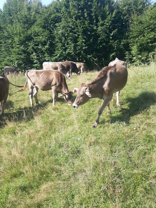 Juninci rasa Brună de Maramureș