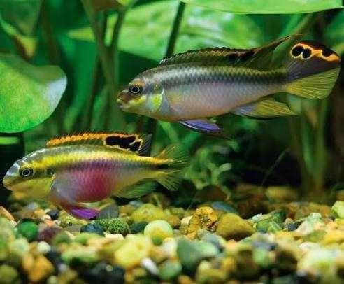 Пельвикахромис - пульхер (попугайчик)