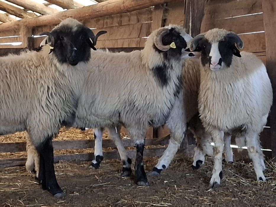 Berbeci miori și noatini