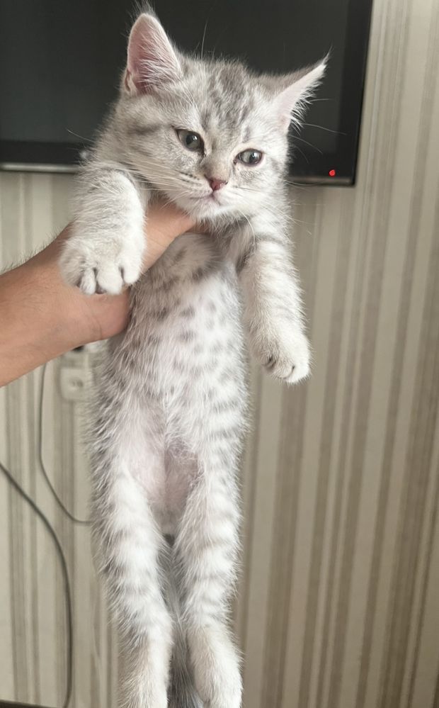 Отдаём котёнока Мальчика с мраморным окрасом . Только ответственным!!!