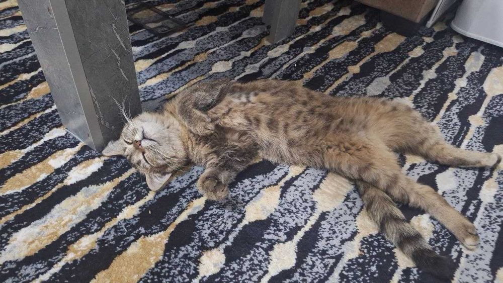 Отдам даром кошку  в добрые руки