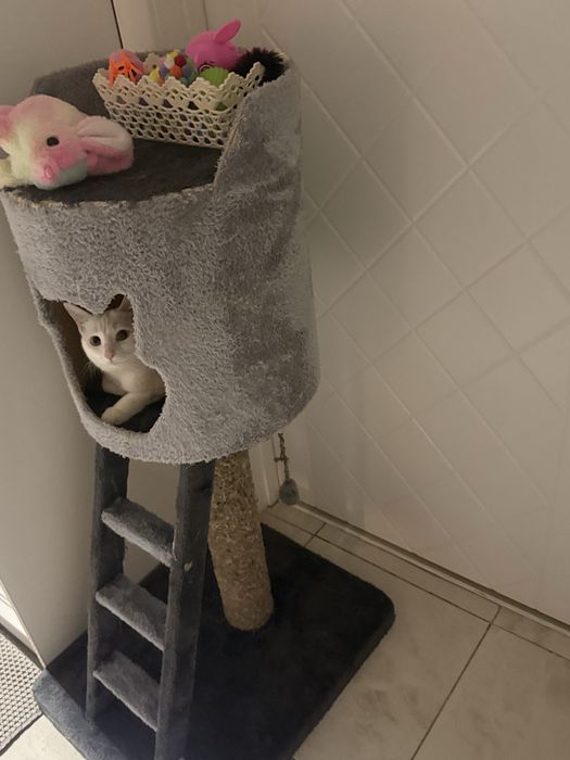 Дома для кошка 300.000