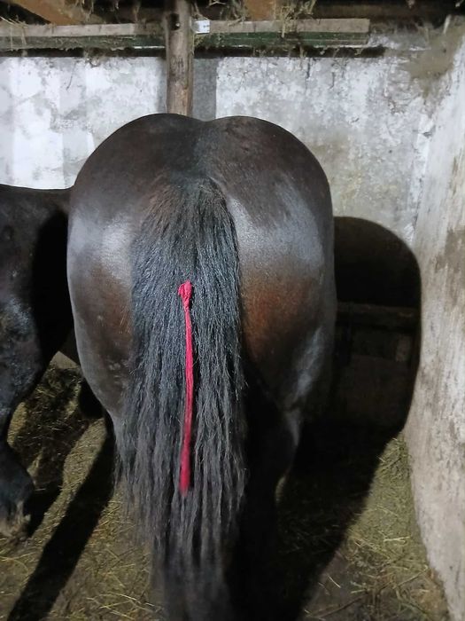 Manza de 3 ani gestanta