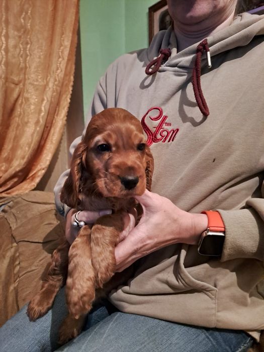 Щенки английского кокер спаниеля