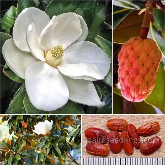 Magnolie grandi flora