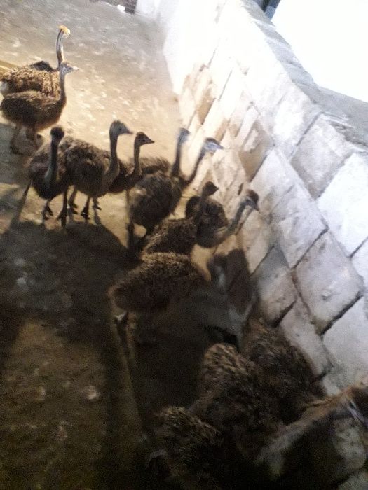 OCAZIE!!! pui de struti