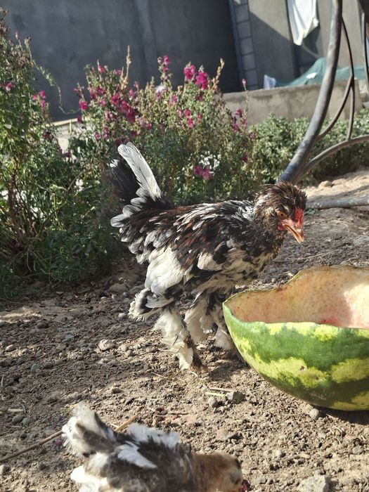 5 ойлик тилла Сибрайт ва тоза япон жўжа сотаман