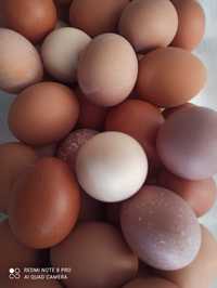 Домашние яйца 80