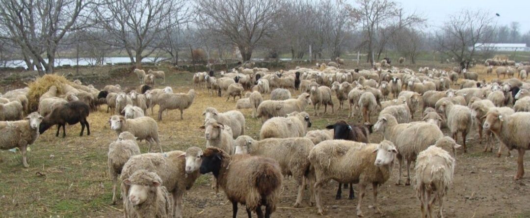 Продам баран-овцы