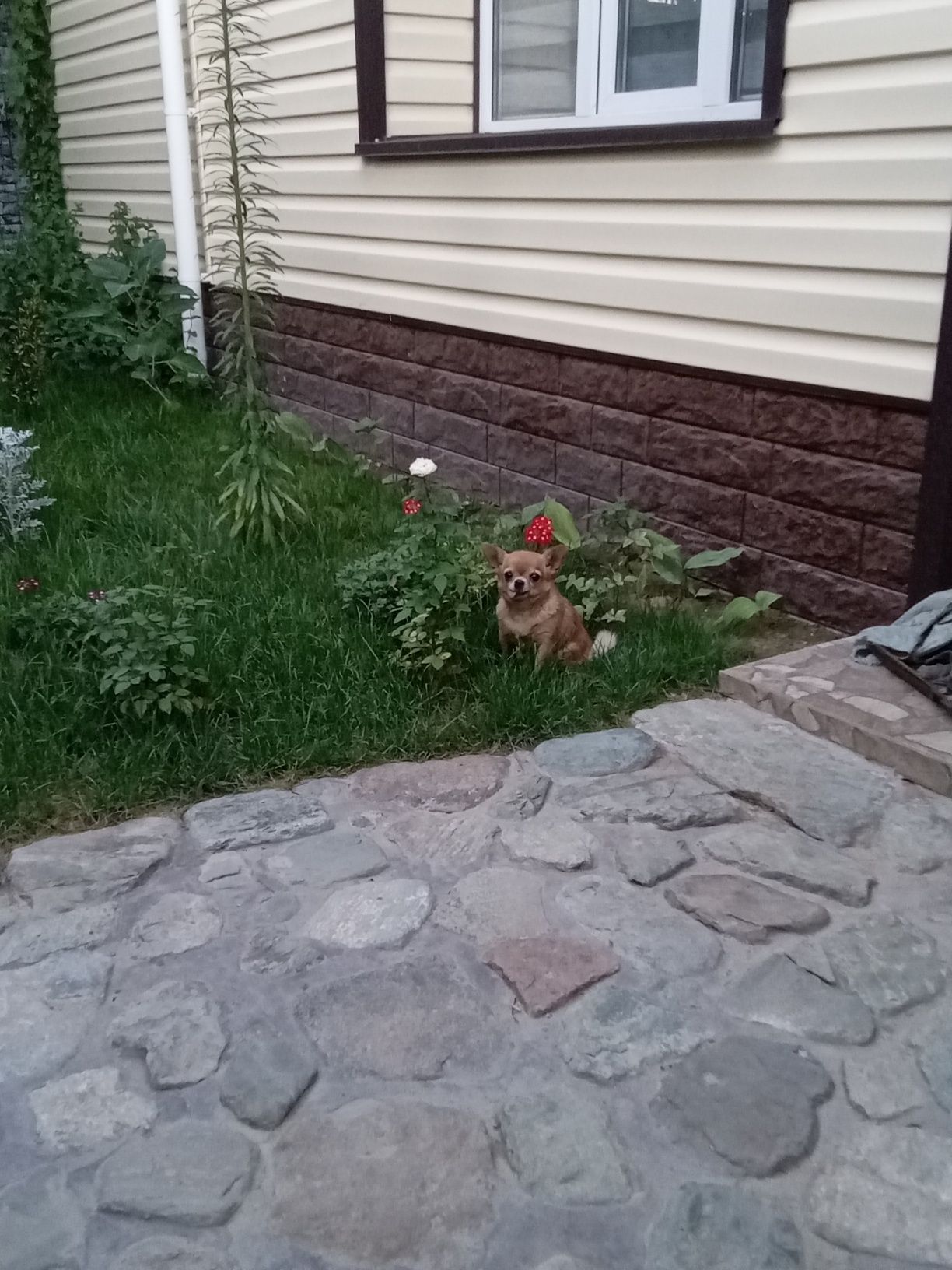 Чихуахуа Мини ищет невесту!!!
