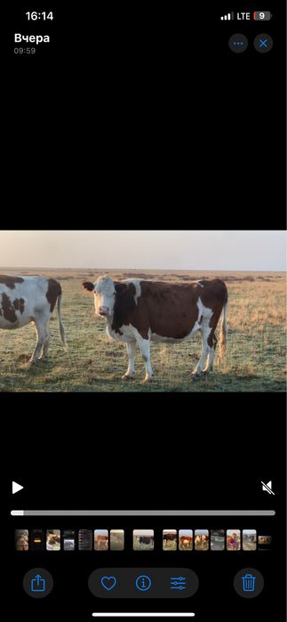 6 бас сиыр сатылады