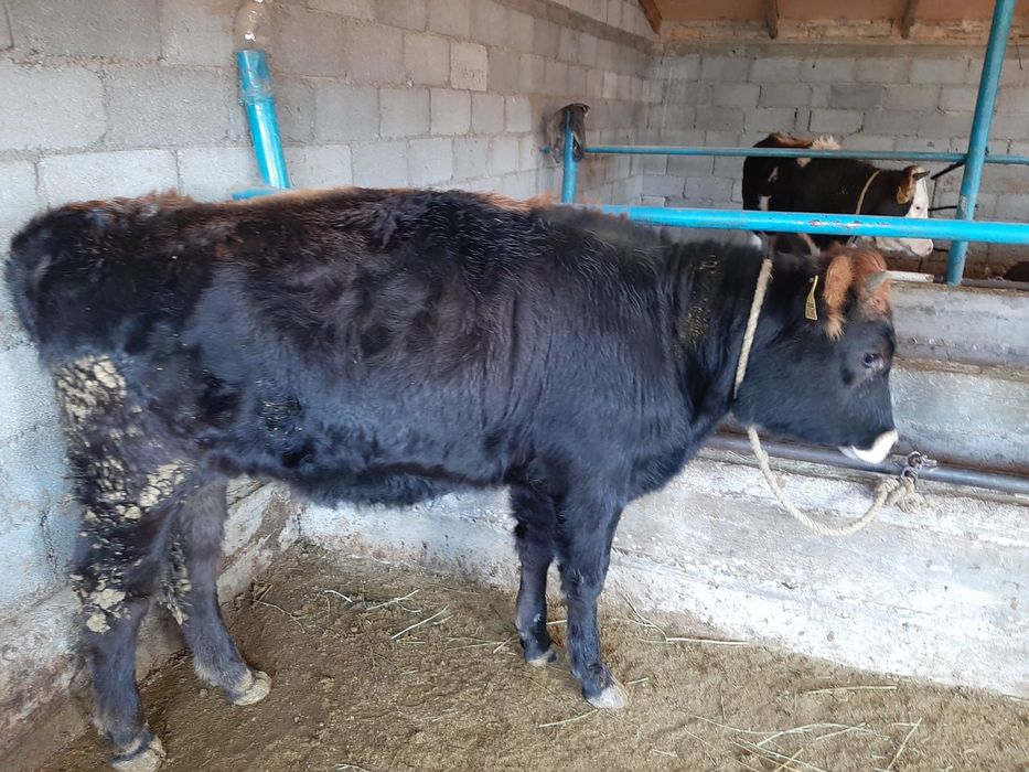 Байланған 1.5 жас семіз құнажын