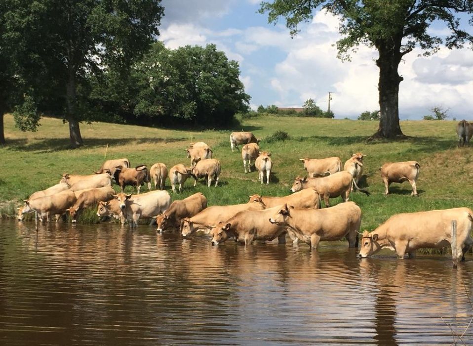 Juninci Gestante AUBRAC de vanzare