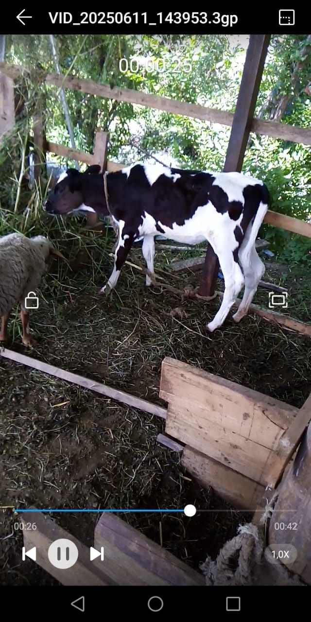 Продам дойную корову
