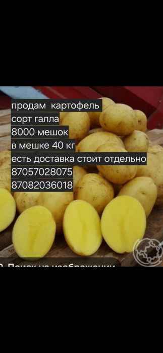 Продам картофель  сорт гала