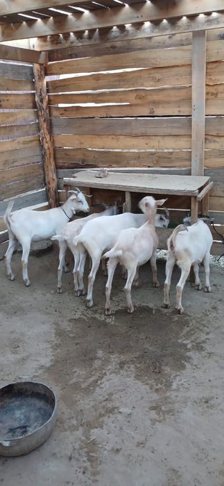 Занен пародалы лақтар