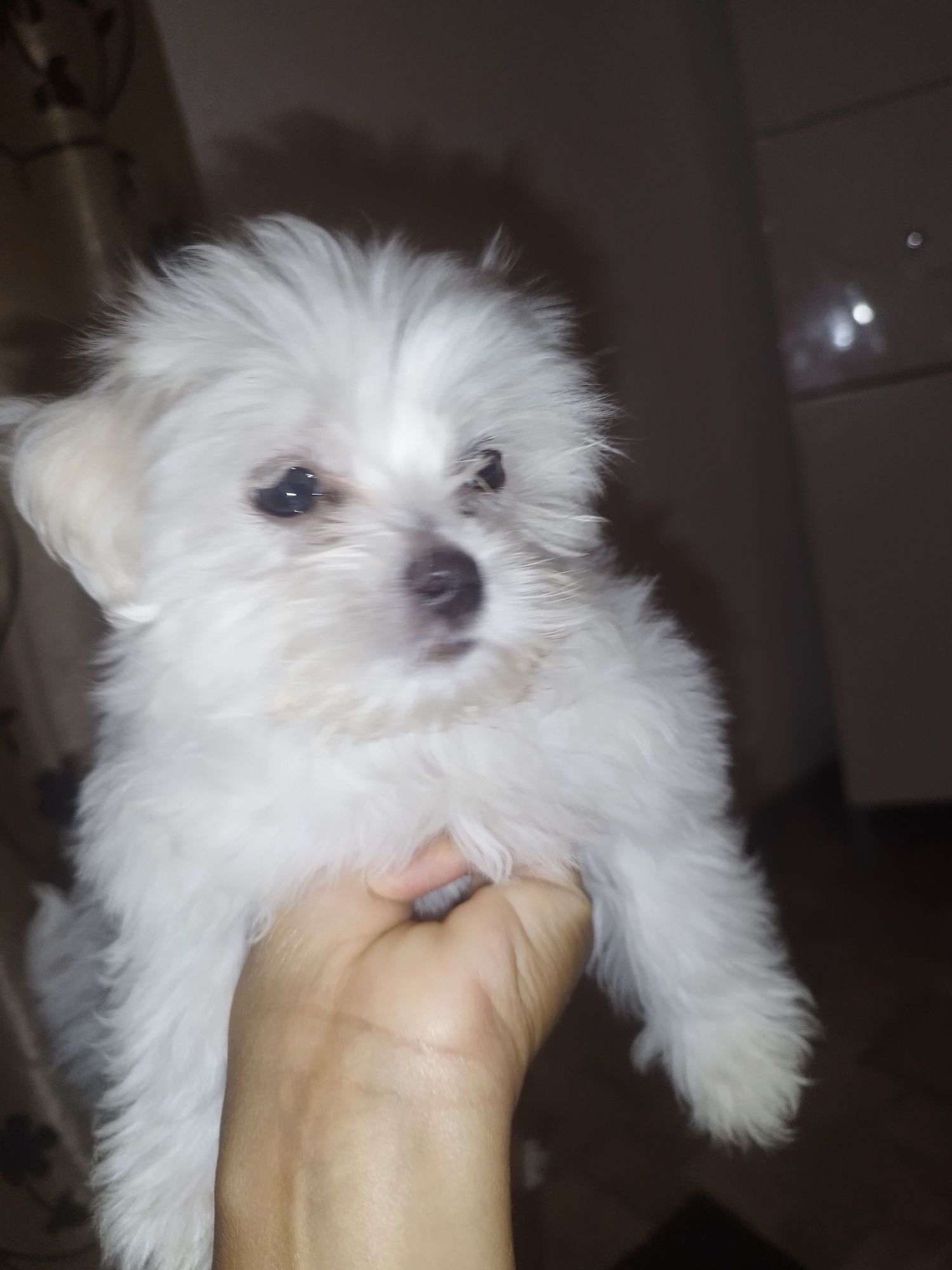 Bichon maltez 8 săptămâni