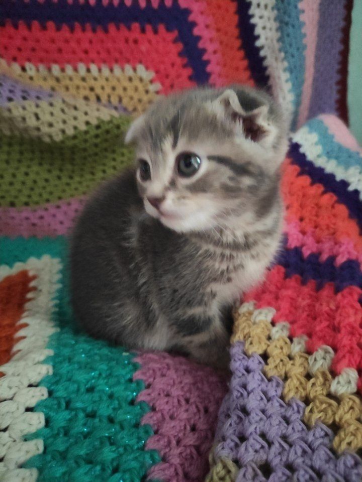 Котята скоттиш фолд