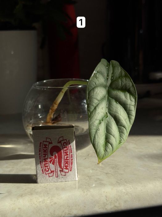 Silver dragon цветы