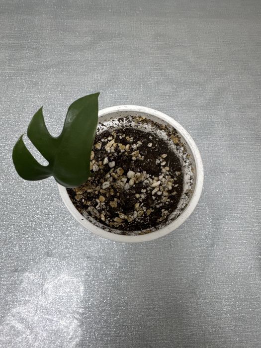 Продам комнатные цветы Монстера Минима, хоя Эскимо, . Отросток.