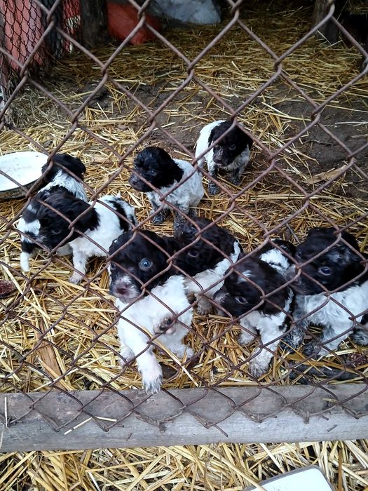 Продавам кучета логото