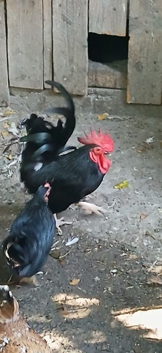 Găini pitice și cocoșei