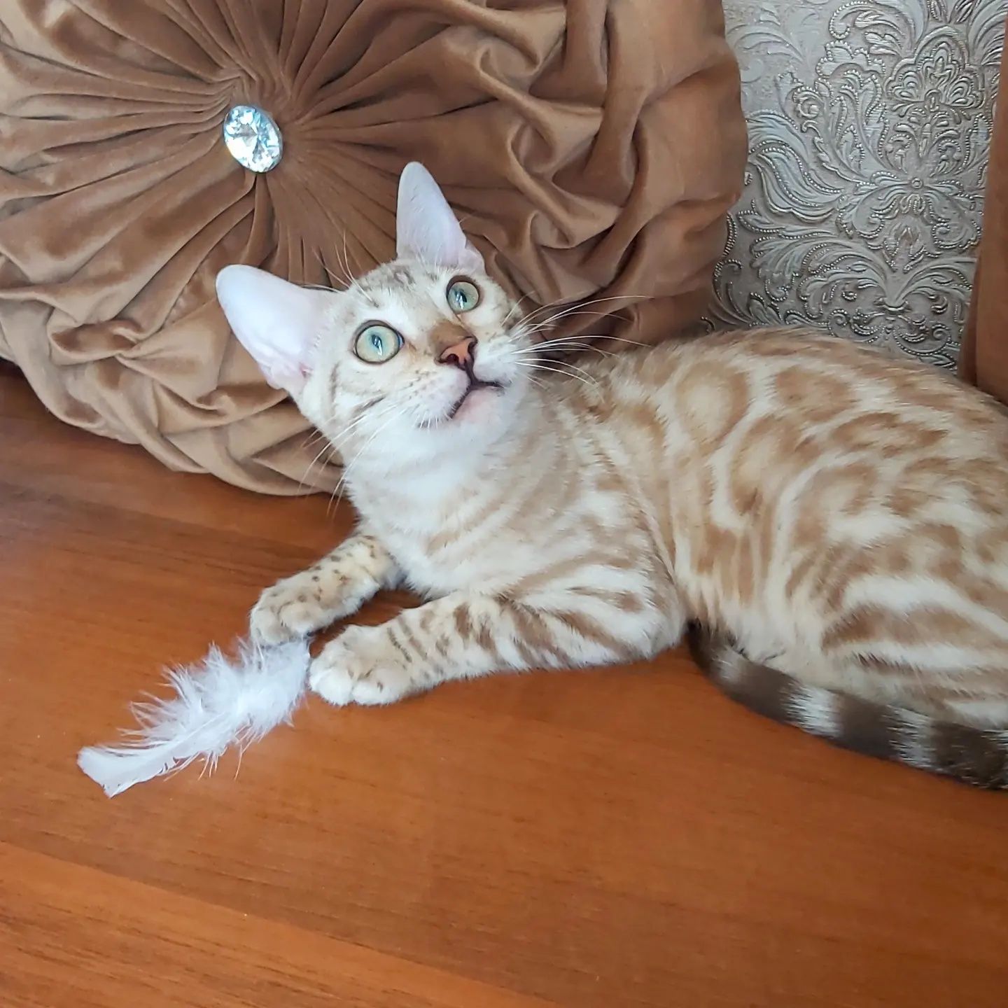 Снежные котята от Бенгалов. Snow Bengal cats