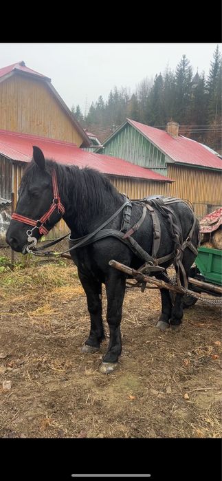 Vand iapa de 3-4 ani