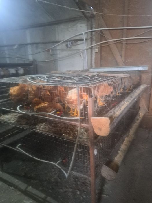 Vand baterii/ custi pentru gaini ouatoare