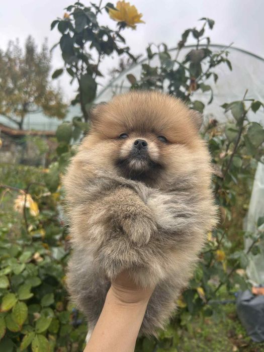 Померан померанчета