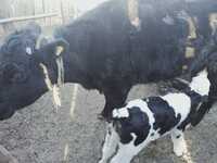 Корова с телёнкам