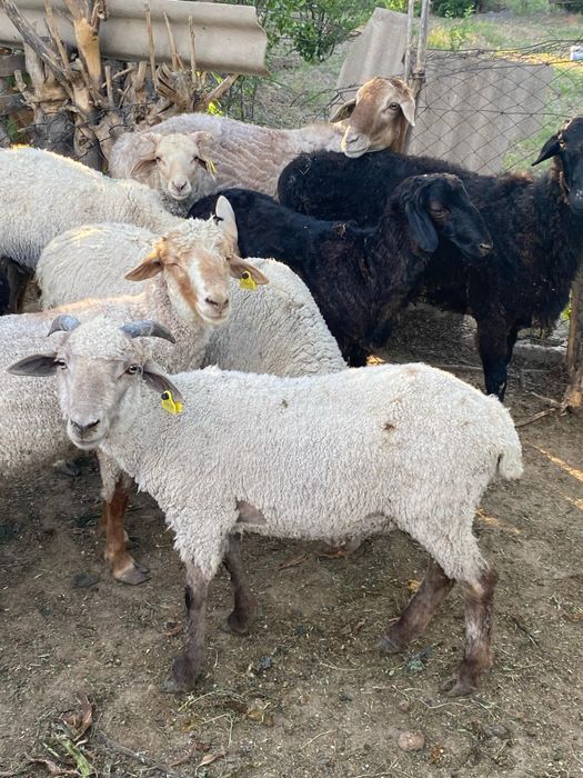 Қошқарлар сатылады