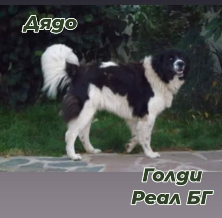 Каракачанка / Българско овчарско куче с родословие