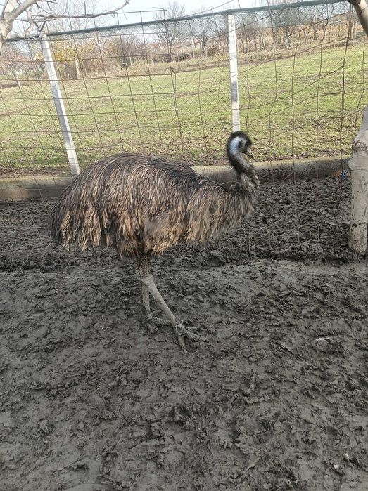 Struți Emu masculi