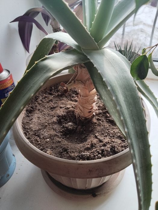 Продам растениеАлоэ