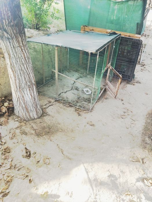 Xoʻrozlar va  tovuqlar uchun katak sotiladi