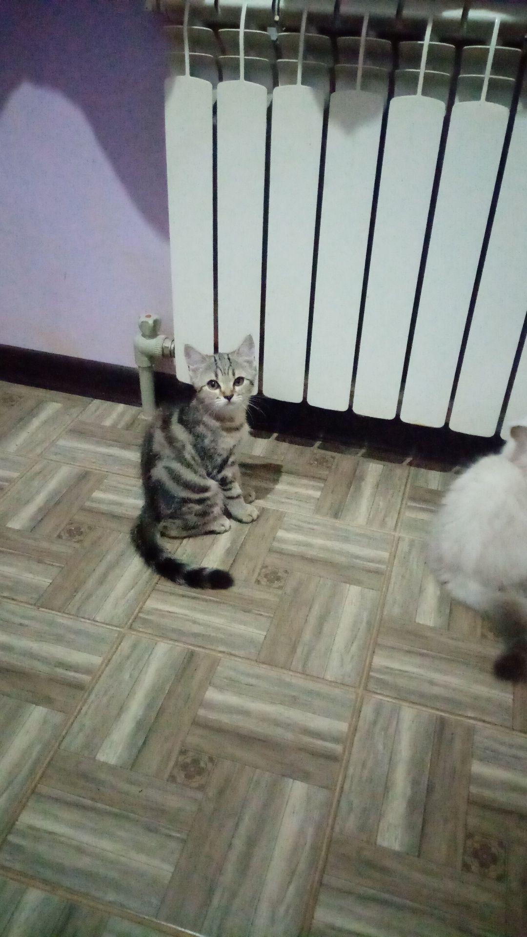 Продам котят добрым людям