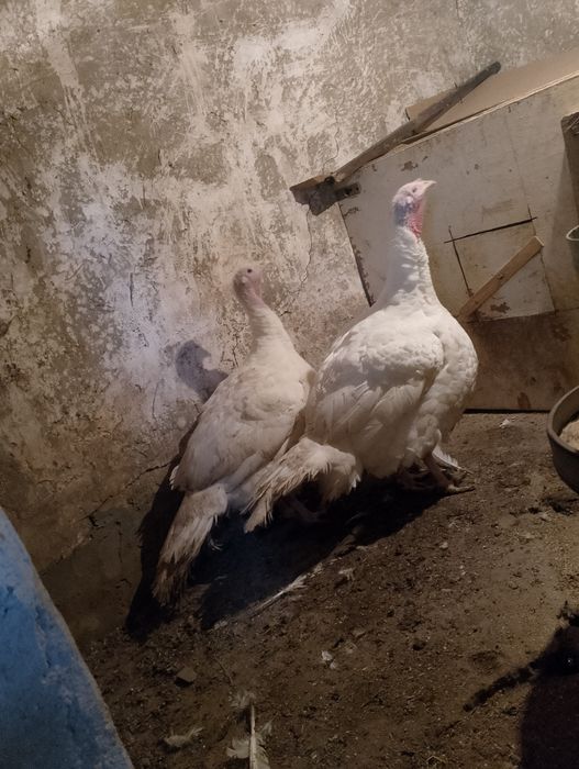 Пуки и пуяаци домашни