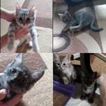 Отдам котят в добрые руки
