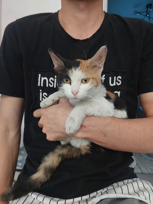 Отдам в хорошие руки