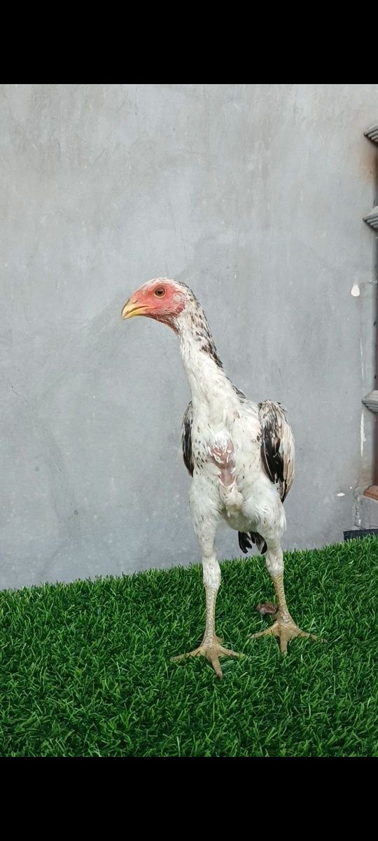 Dakan joja sotiladi
