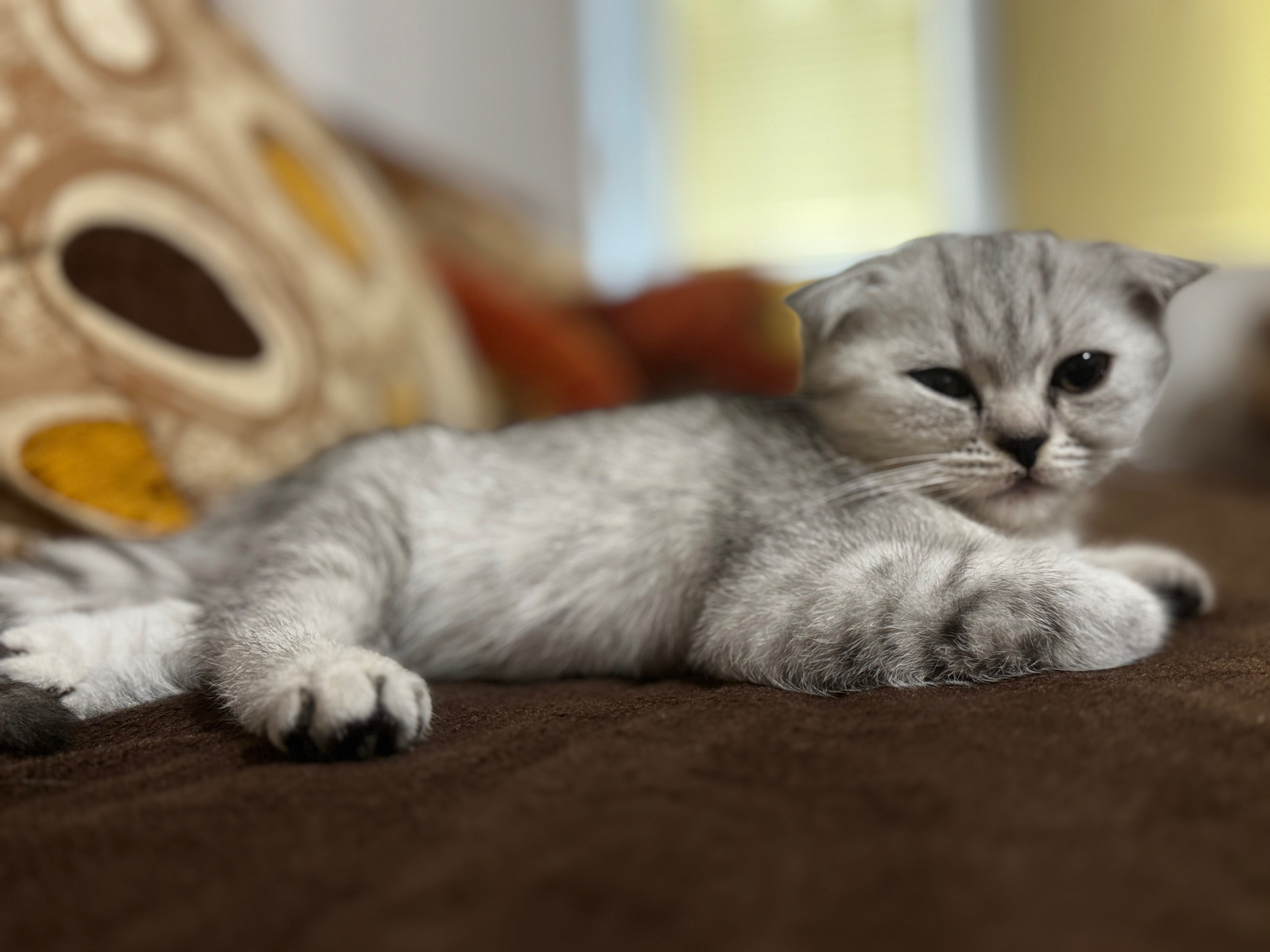 Продавам шотландско клепоухо котенце – момиченце